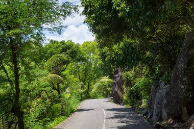 Seyşel Adaları. Palmiye orman yolu. Tropik cennet.