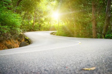 Palm ormanda güzel asfalt yol. 