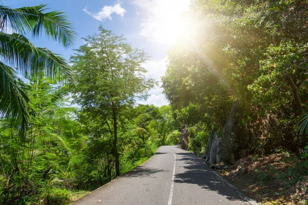 Seychelles Camino Jungla Palmeras Paraíso Tropical — Foto de Stock