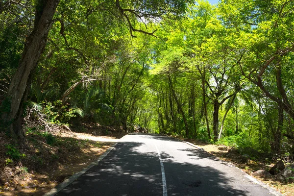 セーシェル ヤシのジャングルへの道 熱帯の楽園 — ストック写真
