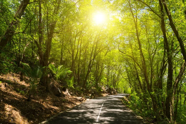 Seicheles. A estrada para a selva da palma . — Fotografia de Stock