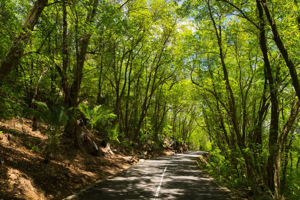 Seyşel Adaları. Orman palm için yolun.