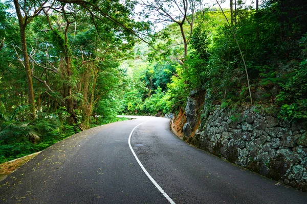 Beautiful asphalt road in palm jungle. — Stock Photo, Image