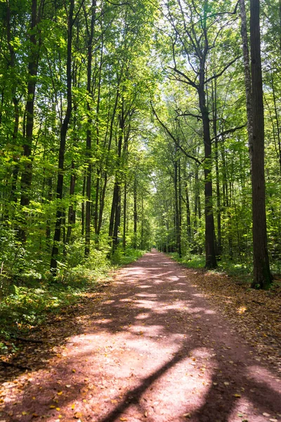 Onverharde weg diep in het bos. — Stockfoto