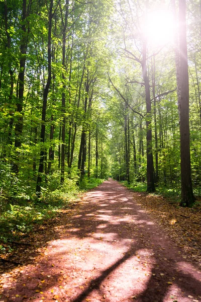 Estrada de terra profunda na floresta . — Fotografia de Stock