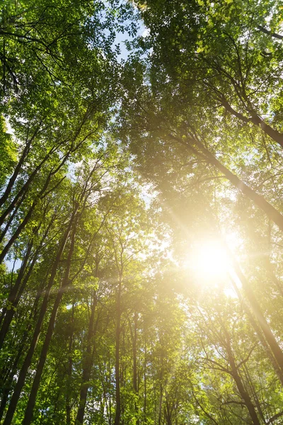 Gröna skogen. solljus genom trädtopparna. — Stockfoto