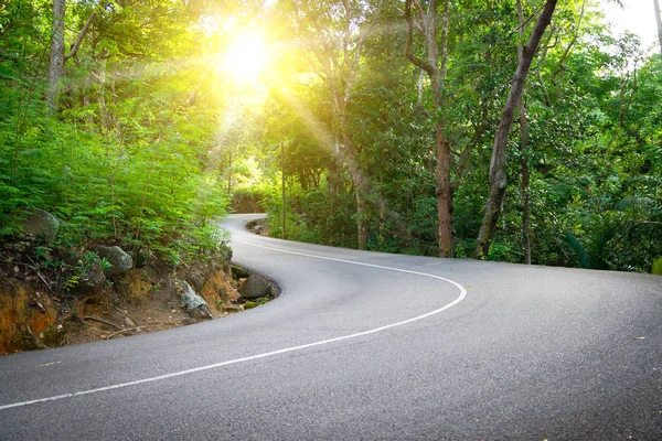 Belle route asphaltée dans la jungle de palmiers . Photos De Stock Libres De Droits