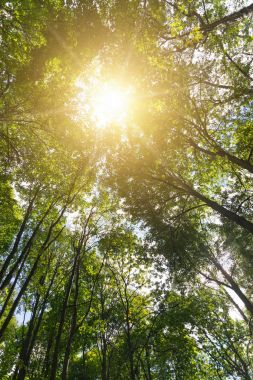 Yeşil orman. Güneş ağaçların ışık.
