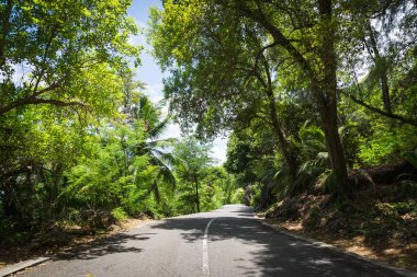 Seyşel Adaları. Palmiye orman yolu. Tropik cennet.