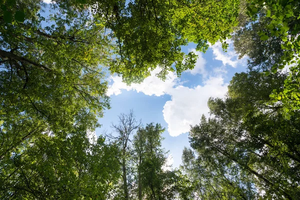 Gröna skogen. solljus genom trädtopparna. — Stockfoto