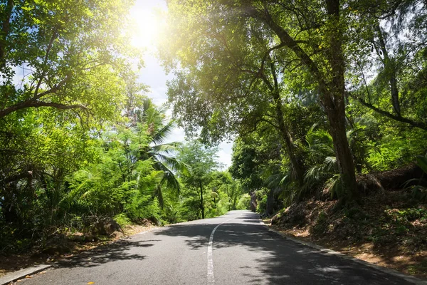 Seychelles. El camino a la selva de palmeras . — Foto de Stock