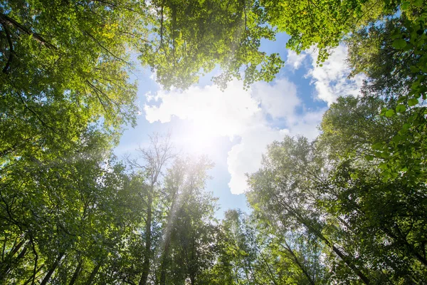 Green forest. Sun light through treetops. Royalty Free Stock Images