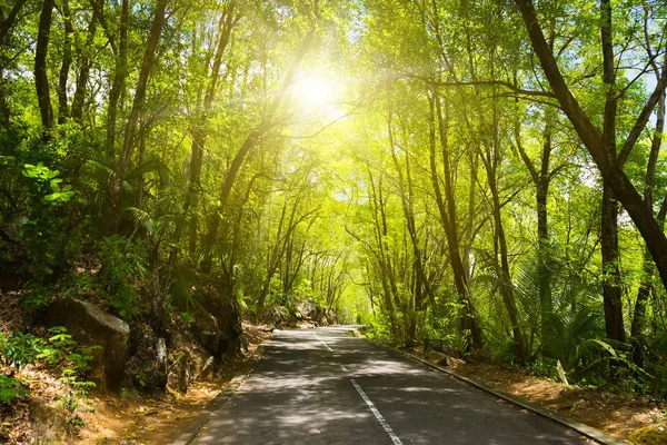 Seychelles. La route de la jungle de palmiers . Images De Stock Libres De Droits