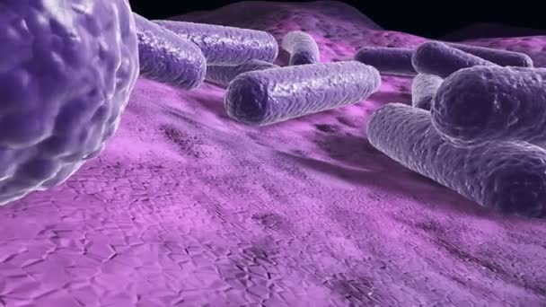 Bacterias Una Superficie Renderizado Microscópico Primer Plano Fly Trough Animación — Vídeos de Stock