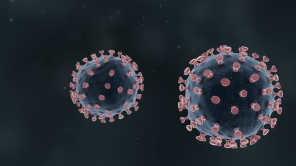 Επιπλέοντες Ιοί Του Στεφάνου Animation Two Coronavirus — Αρχείο Βίντεο
