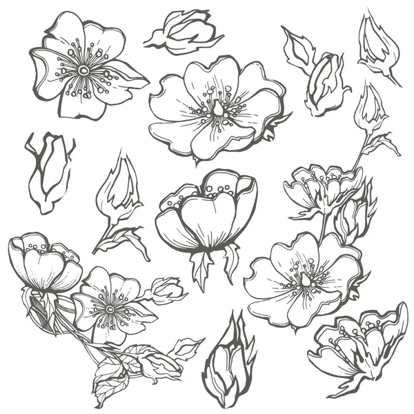 Rosa cão selvagem conjunto flores tinta contorno adulto de coloração com botões vector clipart de desenho sobre fundo branco para scrapbooking —  Vetores de Stock