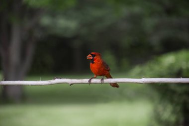 Periporphyrus erythromelas üzerinde bir levrek