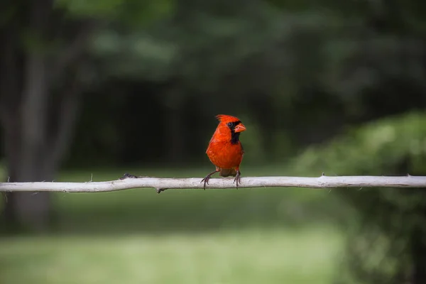 Cardenal en una rama —  Fotos de Stock