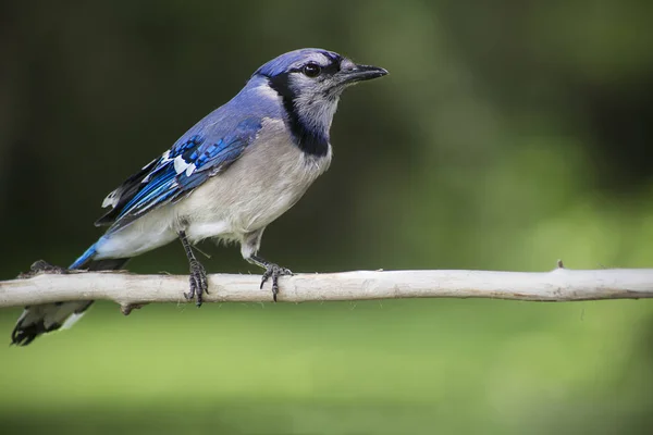 Blue jay on a branch — Stock Photo, Image