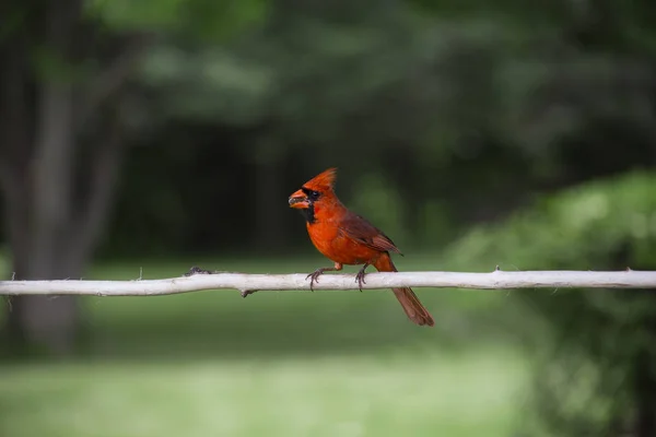 Красный кардинал с семенем — стоковое фото
