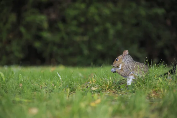 Grauhörnchen im Gras — Stockfoto