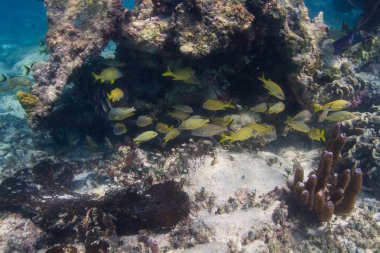 Fransız piyade okulu