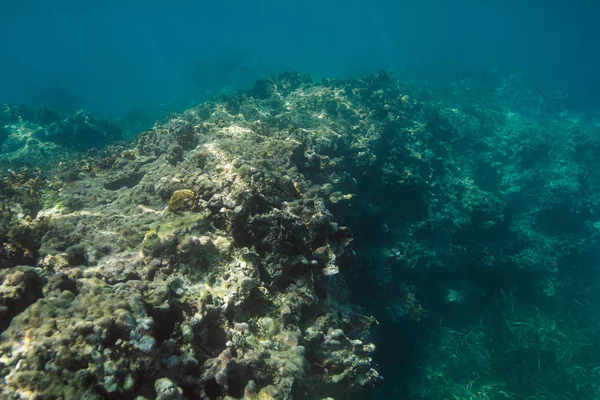 Mur de corail en le Mexique — Photo