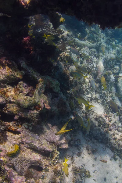 Het systeem van de oceaan leven — Stockfoto