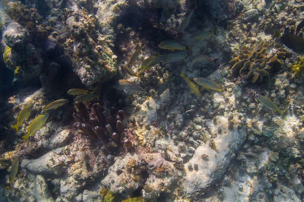 Overview of a coral reef — Stock Photo, Image