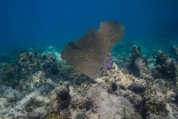 サンゴの大ファン — ストック写真