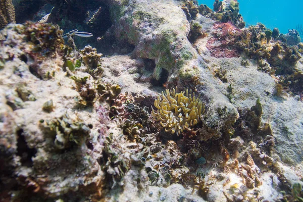 Pequeñas anémonas en el arrecife —  Fotos de Stock