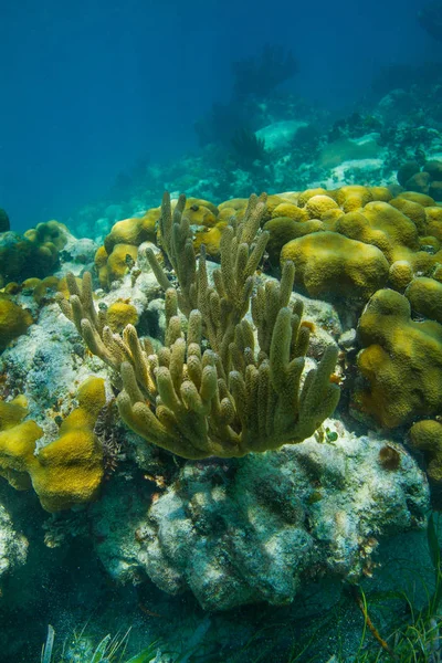 Gele buis koraal — Stockfoto