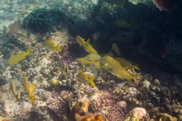 School voor Franse grunt — Stockfoto