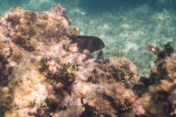 Damigella pinna lunga in una barriera corallina — Foto Stock