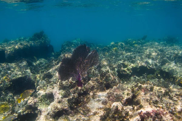 1 つの珊瑚海ファン — ストック写真