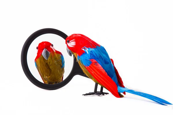 Parrot looking into a mirror — Stock Photo, Image