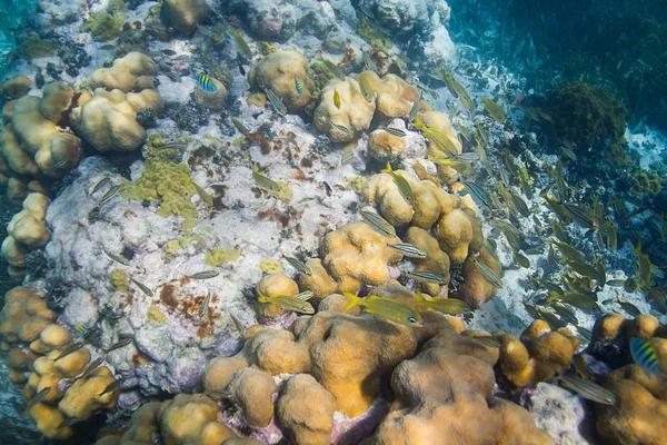 Fischschwärme im Riff — Stockfoto