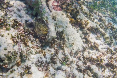 Sualtı Temizleme İstasyonu