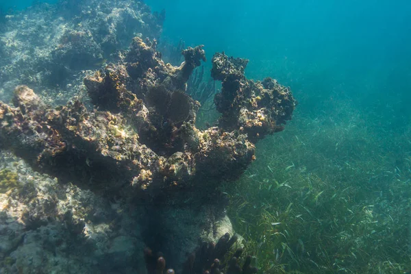 Korallenriff-Aufschluss — Stockfoto