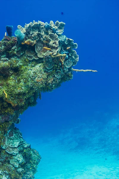 Ramię długie Koral — Zdjęcie stockowe