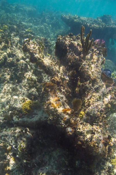 Formación de roca coralina — Foto de Stock