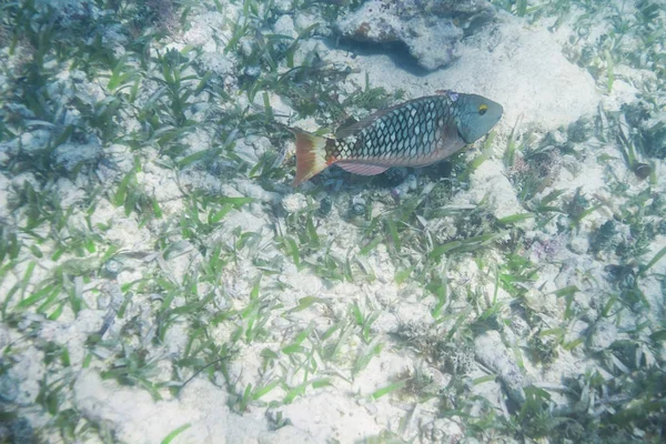 신호등 parrotfish 초기 — 스톡 사진