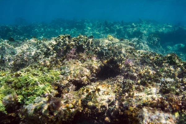 Arrecife de coral de cerca — Foto de Stock