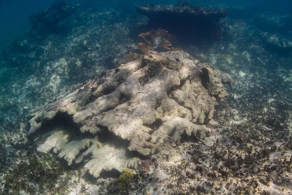 カリブ海サンゴ礁Καραϊβική ακτή στον Παναμά — ストック写真