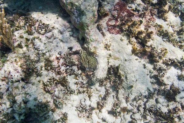 Ölmek üzere olan mercan