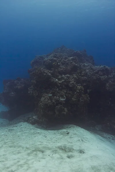 Derin deniz mercan — Stok fotoğraf