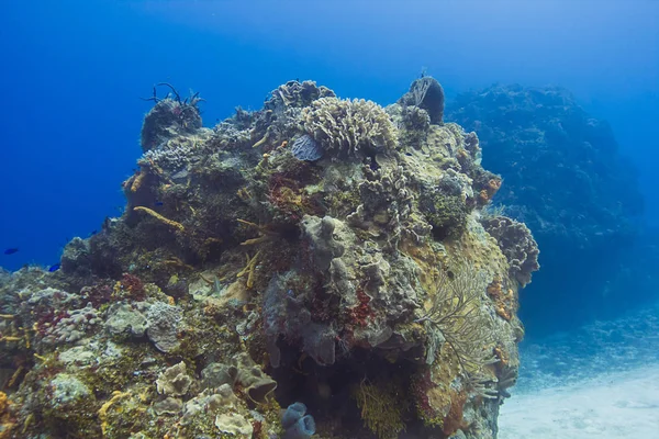 Coral reef odkrywka — Zdjęcie stockowe