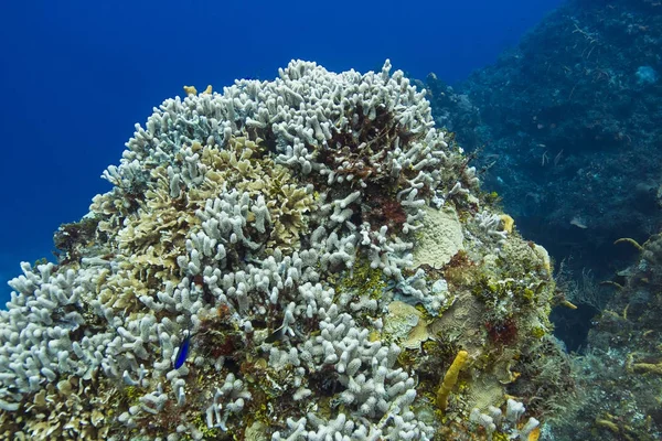 Recifes de corais branqueados — Fotografia de Stock