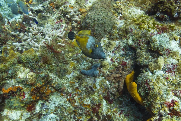 Filefish whitespotted em um recife — Fotografia de Stock