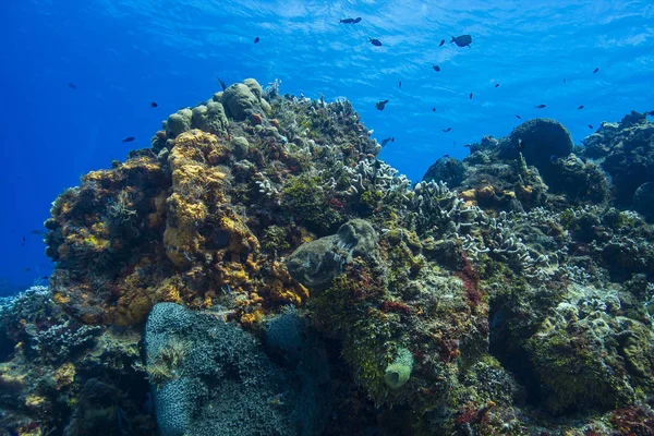 Arrecife de coral vivo — Foto de Stock